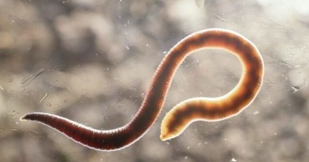 Endoparasite that lives in the human body