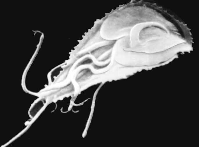 Malaria