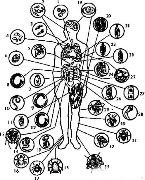 Types of pests