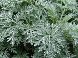 Wormwood against worms