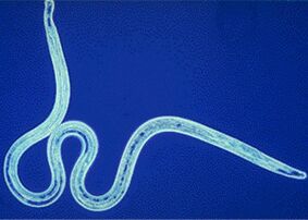 Parasite